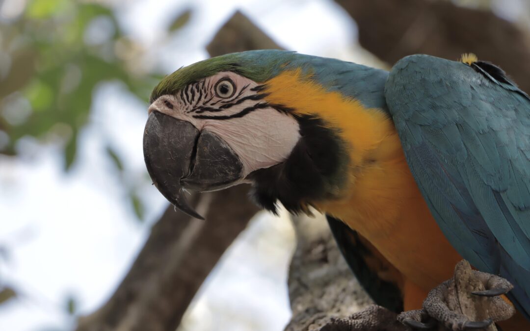 Parque Biotemático Megua