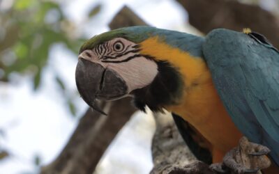 Parque Biotemático Megua